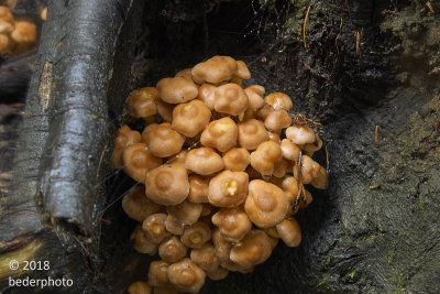 mushroom clump on stump