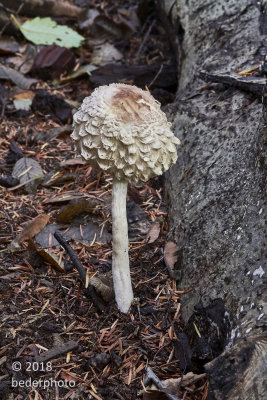 shaggy solo mushroom