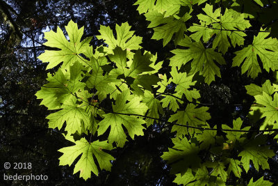 Big Leaf Maple