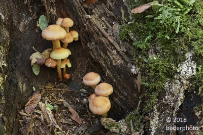 shaded mushrooms on trunk decay material