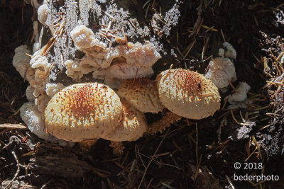 mushrooms and fungus in sunshine