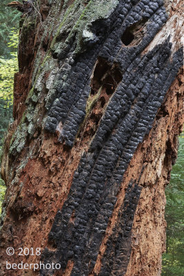 decay and fire..old growth stump
