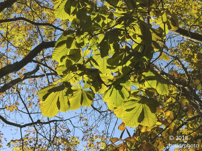horse chestnut still green in mid October