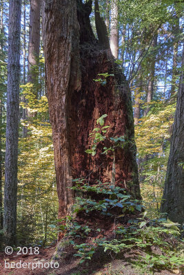 old growth stump ..with salal