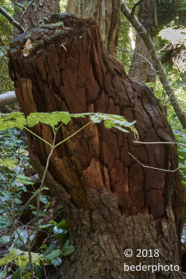 deeply cracked stump decay