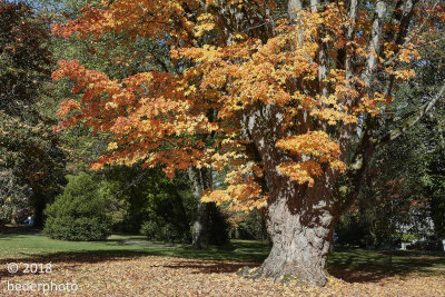 Vancouver Bigleaf Maple autumn colour