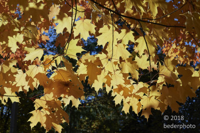 backlit Bigleaf Maple leaves