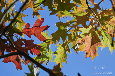 oak leaves...autumn spectrum