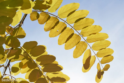 Locust Tree...backlit leaves...#2