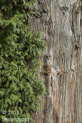 Western Red Cedar Textures