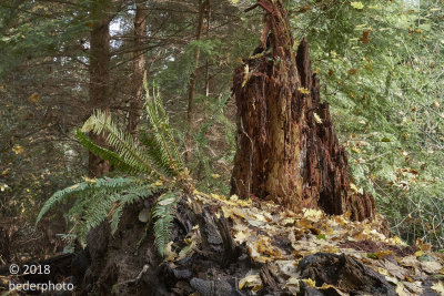 forest renewal