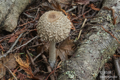 shaggy parasol mushroom...chlorophyllum rachodes