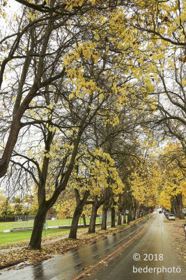 Catalpa trees...Vancouver rainy street