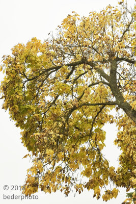 late autumn Catalpa canopy