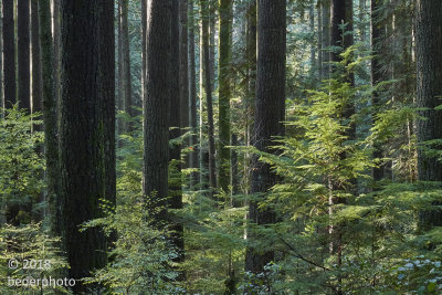 healthy 2nd growth forest and new generation emerging