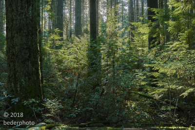 second growth maturing forest...new generation emerging too