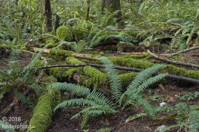 forest floor ..sword ferns and mossy fallen trees