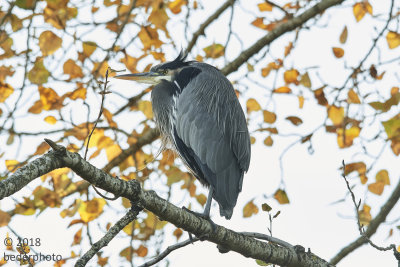 Great Blue Heron...on chilly day