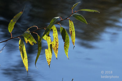 last willow leaves..over water
