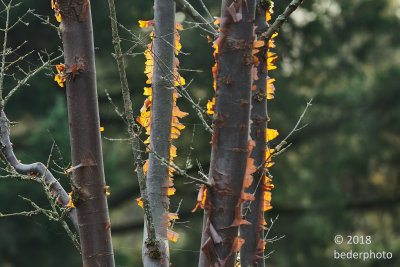 Peeling bark...