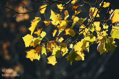 tulip tree leaves