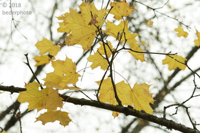 Last pale leaves of Big-Leaf Maple