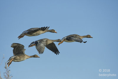 (white-fronted ??) Geese flyby