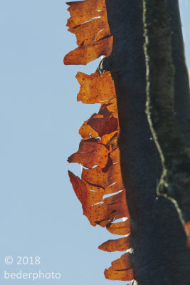paper-bark maple (?)