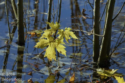 last Big-Leaf maple leaves; young tree in pond overflow