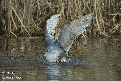 immature glaucous-winged gull...bathing