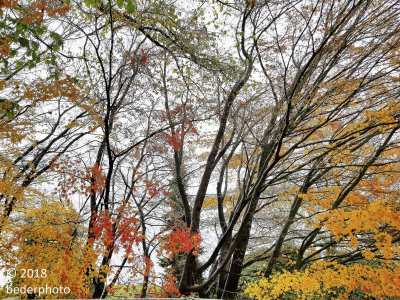 late autumn tapestry #1