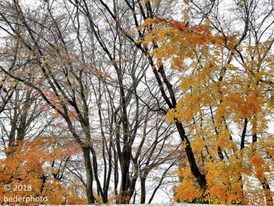 late autumn tapestry #2