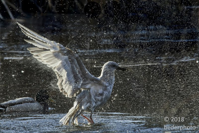 gull, bathing