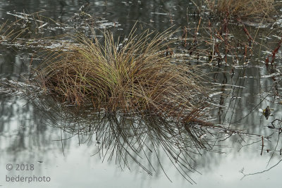 marsh grass in high water