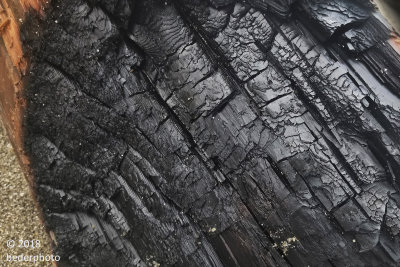 carbon capture...charred beach log
