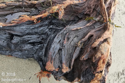 high tide tree debris