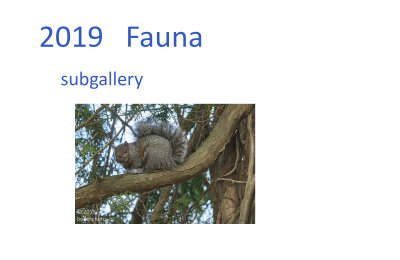 fauna