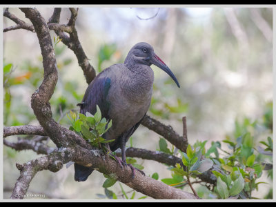 Kenya slide show-jpeg-012.jpg