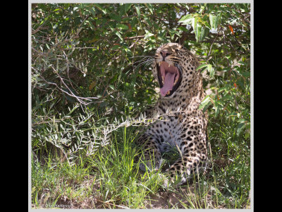 Kenya slide show-jpeg-013.jpg