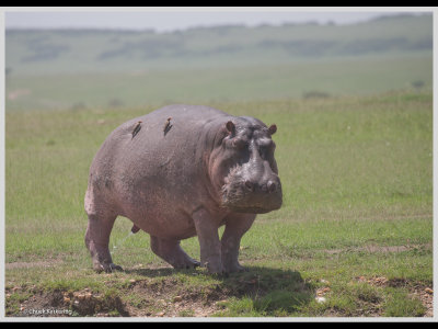 Kenya slide show-jpeg-014.jpg