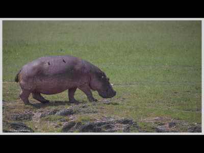 Kenya slide show-jpeg-015.jpg