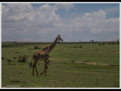 Kenya slide show-jpeg-017.jpg