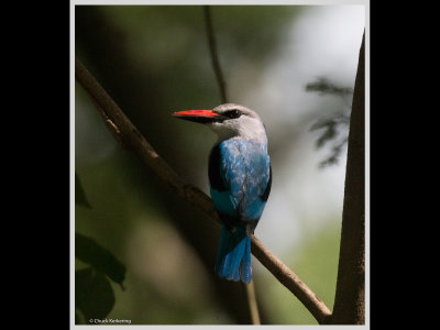 Kenya slide show-jpeg-020.jpg