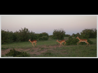 Kenya slide show-jpeg-021.jpg