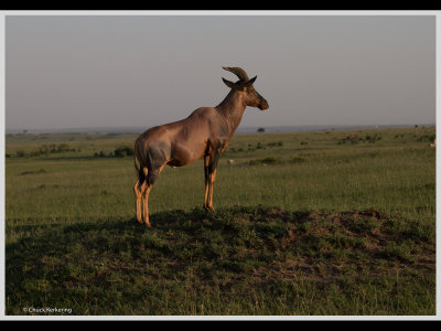 Kenya slide show-jpeg-023.jpg