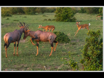 Kenya slide show-jpeg-024.jpg