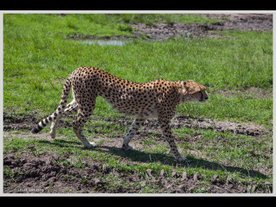 Kenya slide show-jpeg-030.jpg