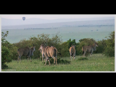 Kenya slide show-jpeg-031.jpg
