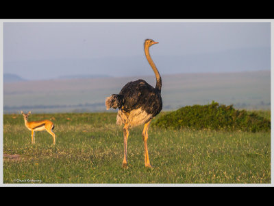 Kenya slide show-jpeg-032.jpg
