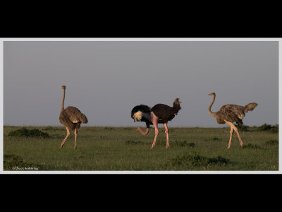 Kenya slide show-jpeg-034.jpg